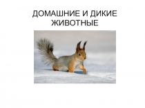 Домашние и дикие животные.