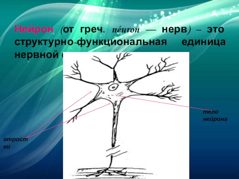 Структурная и функциональная единица нервной системы