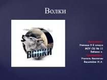 Презентация по биологии на тему: Волки (8 класс)