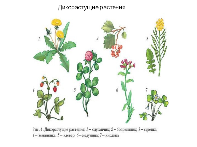 Презентация по биологии 6 класс дикорастущие растения