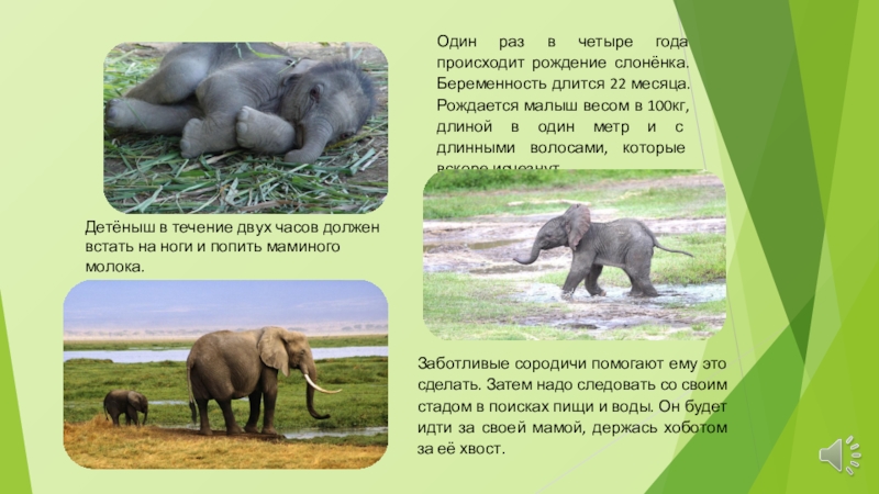 Слон рассказ 1 класс окружающий мир. Слон : рассказы. Слон для презентации. Доклад про слона. Доклад про слонов 3 класс.