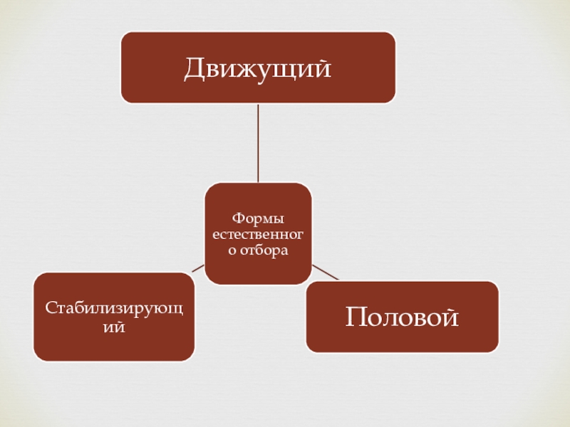 Презентация на тему естественный отбор по биологии