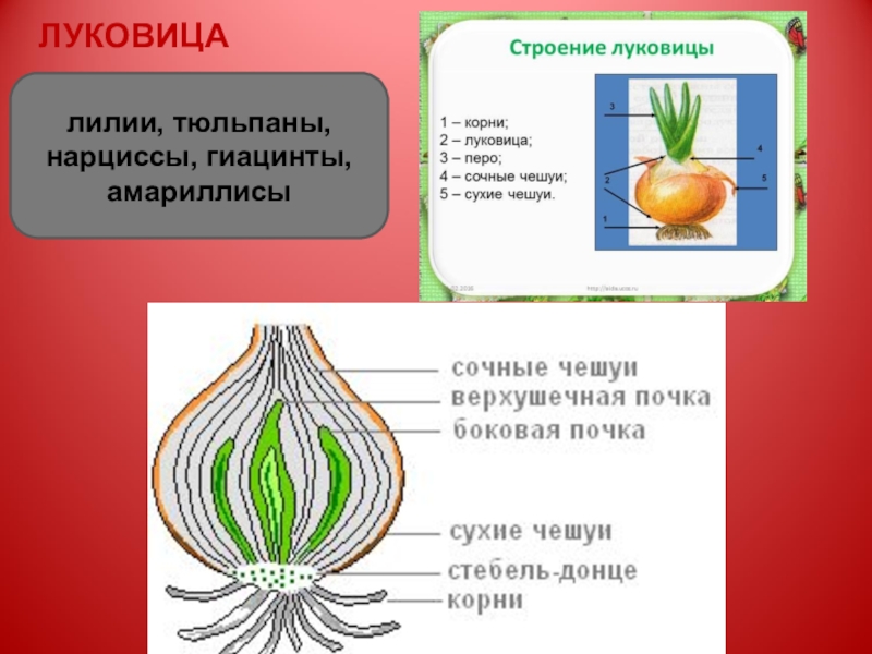 Луковица рисунок биология