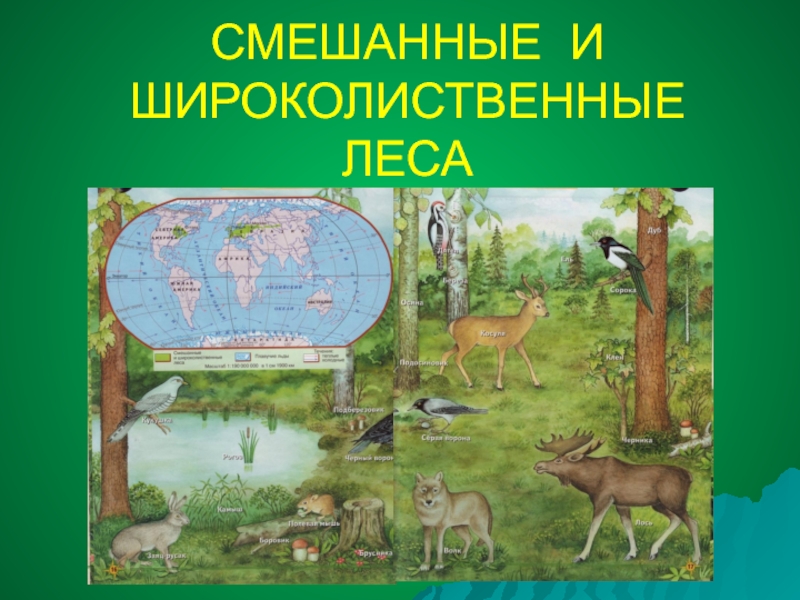 Как нарисовать широколиственный лес. Смешанные и широколиственные леса рисунок. Широколиственный лес рисунок. Тайга смешанный лес широколиственный лес рисунок. Поделка широколиственные леса.