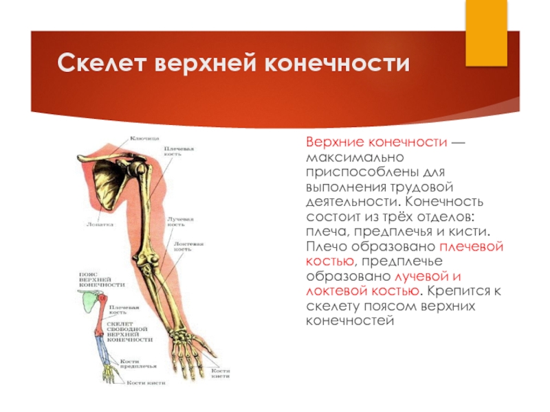 Скелет конечностей функции. Строение и функции скелета верхних конечностей. Скелет свободной верхней конечности функции. Функции пояса верхних конечностей человека. Отделы скелета верхней конечности человека.