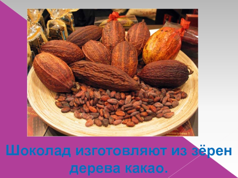 Шоколад изготовляют из зёрен дерева какао.