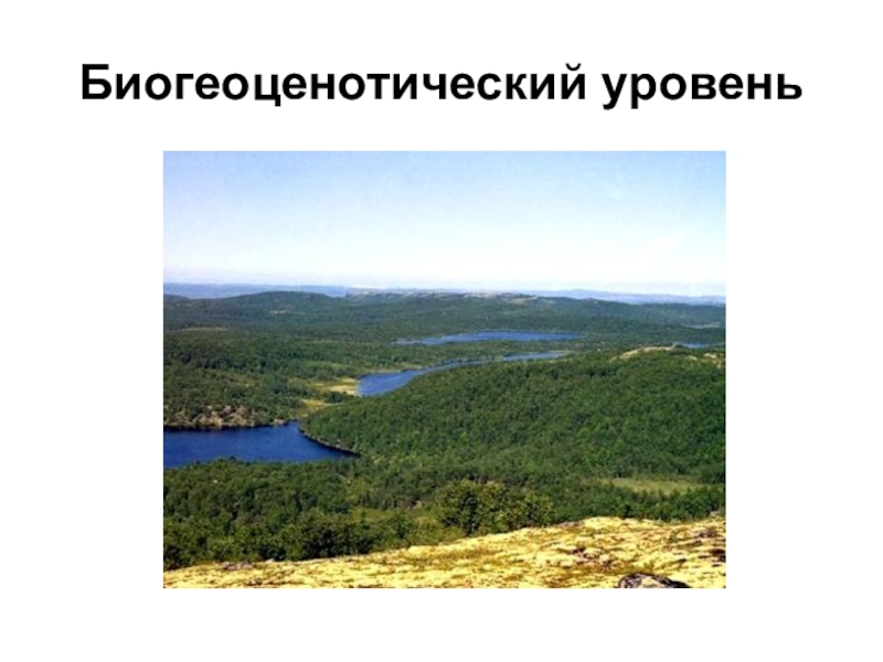 Пример биоценотического уровня организации живого. Уровни организации живого биоценотический. Биогео цинотический уровень. Биогеоценотический уровень организации. Биогеоценозный уровень организации.