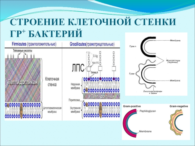 Строение г. Клеточная стенка грамотрицательных бактерий функции. Строение клеточной стенки гр- бактерий микробиология. Структурные компоненты клеточной стенки грамположительных бактерий. Функции клеточной стенки грамположительных бактерий.