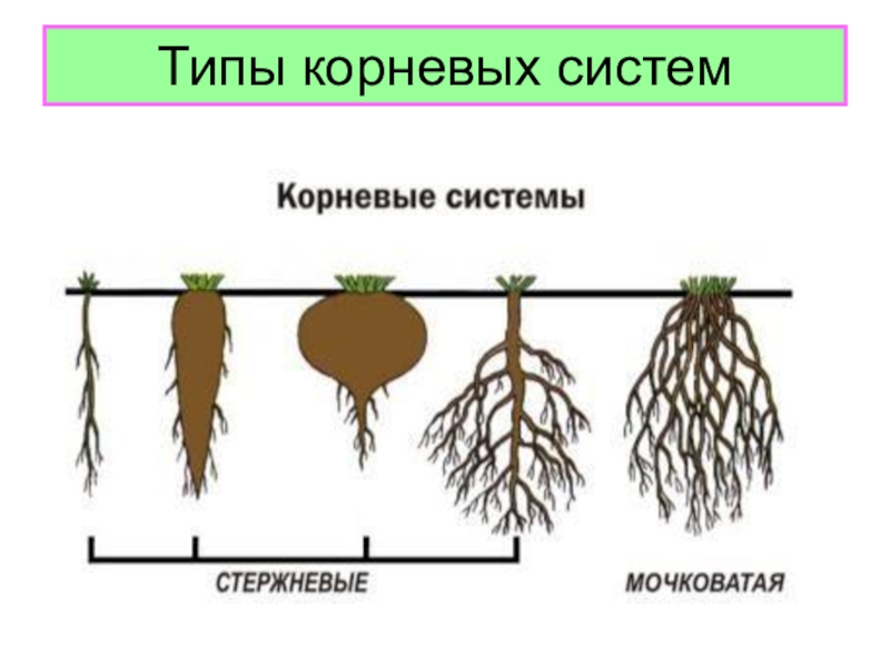 Какой тип корневой системы сформируется если. Типы корневых систем схема. Сравнение корневых систем растений. Хвощ корни Тип корневой системы.