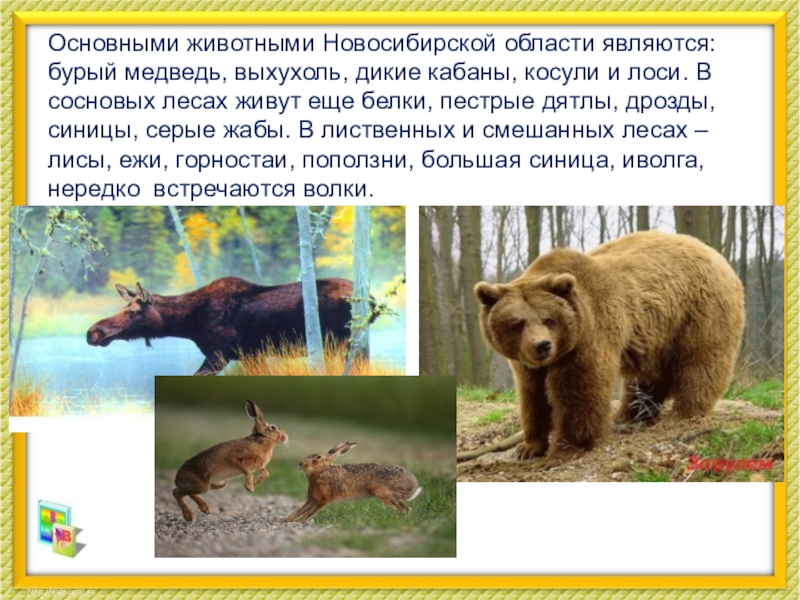 Какие животные обитают в новосибирске. Животные Новосибирской области. Животный мир НСО. Новосибирск растительный и животный мир. Разнообразие природы Новосибирской области.