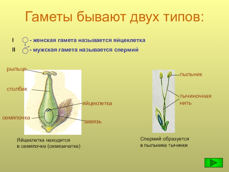 Как называются женские гаметы. Половые клетки цветковых растений (гаметы) строение. Женская гамета у растений. Строение мужской гаметы у цветковых растений. Строение гамет растений.