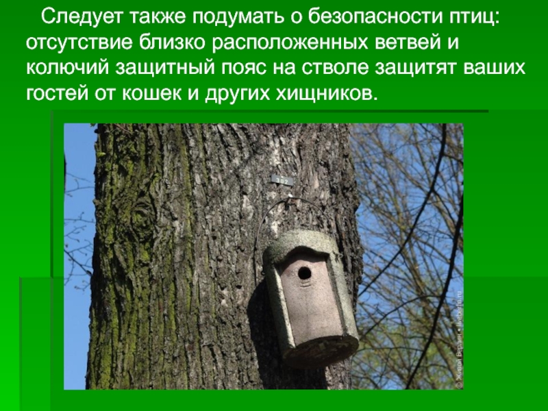 Следует также подумать о безопасности птиц: отсутствие близко расположенных ветвей и колючий защитный пояс
