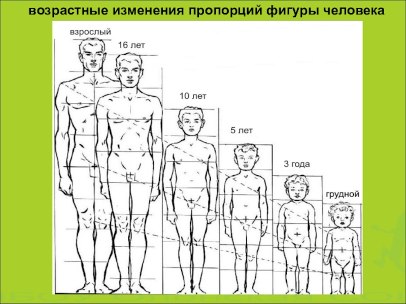возрастные изменения пропорций фигуры человека