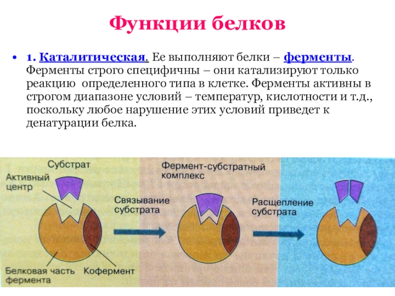 Строение фермента рисунок