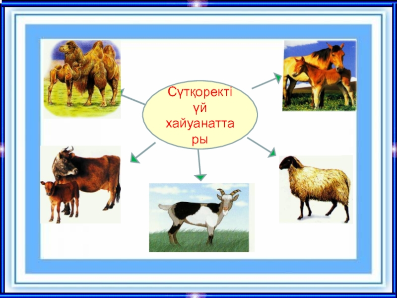 Сүтқоректілер класы презентация