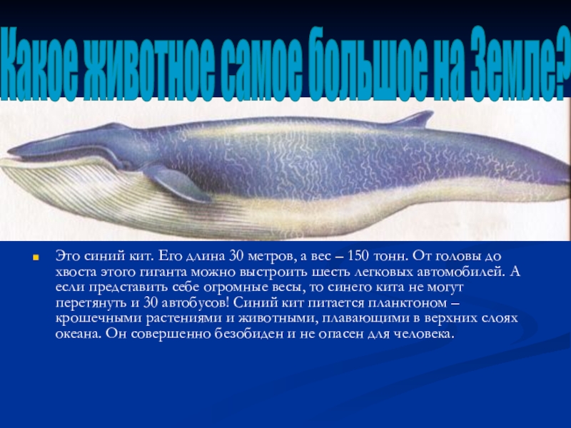 30 метров в длину. Синий кит доклад. Сообщение о ките. Доклад про кита. Кит для презентации.