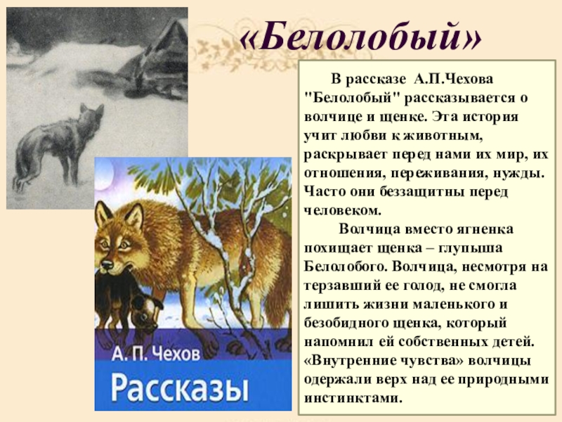 «Белолобый» В рассказе А.П.Чехова 