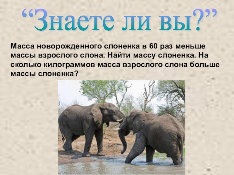 Слон сколько кг. Масса взрослого слона. DTC dphjckjuj ckjyf. Средний вес слоненка.