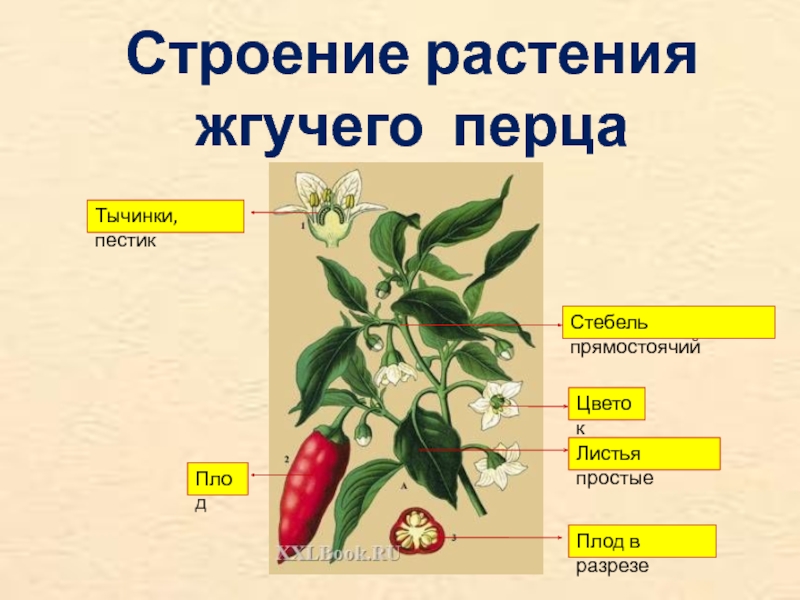 Корни образования горькие но плоды. Строение плода болгарского перца. Строение побега перца. Перец строение растения. Строение перца.