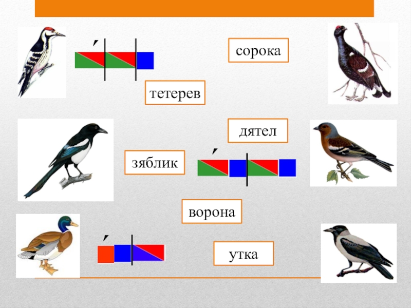 Птицы звуковая схема слова