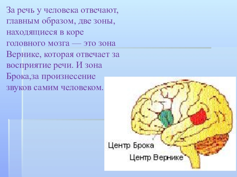 Мозговые центры балканы. Зона мозга отвечающая за речь. Речевые центры мозга. Речевой центр в головном мозге. Центры речи находятся.