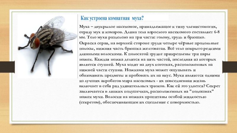 комнатная муха это двукрылое насекомое. большая черная муха. комнатная муха. Musca domestica личинки. отряд двукрылые (diptera).