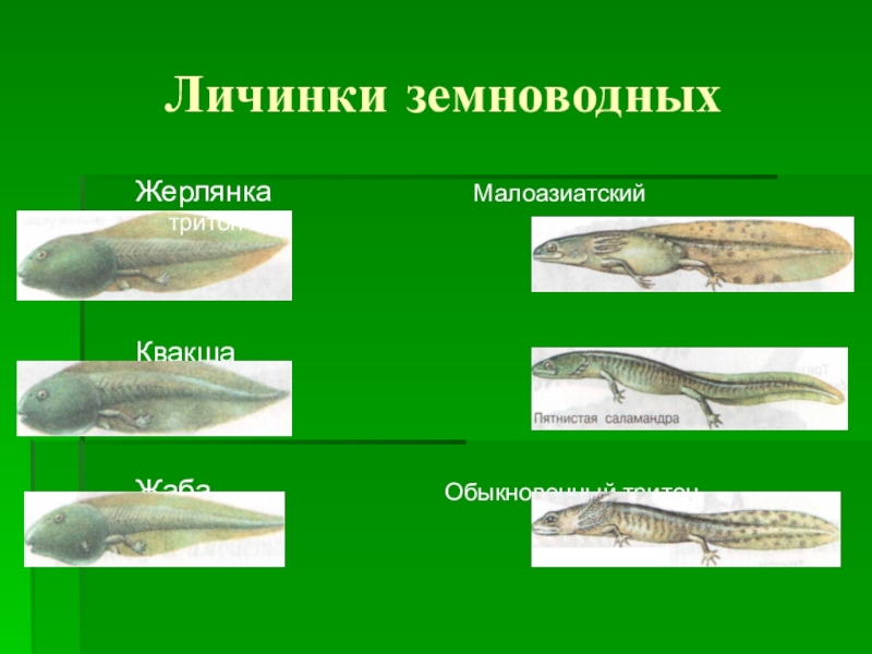 Развитие личинки земноводных