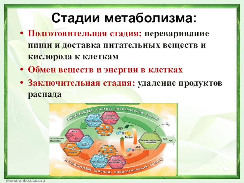 Стадии метаболизма:Подготовительная стадия: переваривание пищи и доставка питательных веществ и кислорода к клеткамОбмен веществ и энергии в