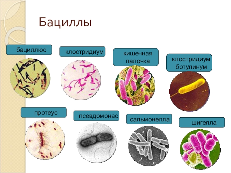 Презентация по биологии 10 класс бактерии