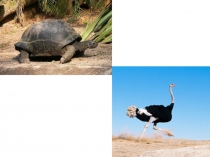 Презентация по химии Скорость химической реакции (10 класс)