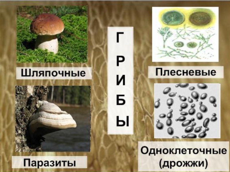 Биология 7 класс презентация на тему грибы