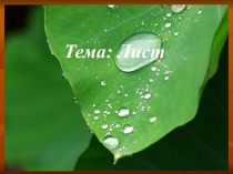 Царство растения. Вегетативные органы. Строение и функции листа и почек.