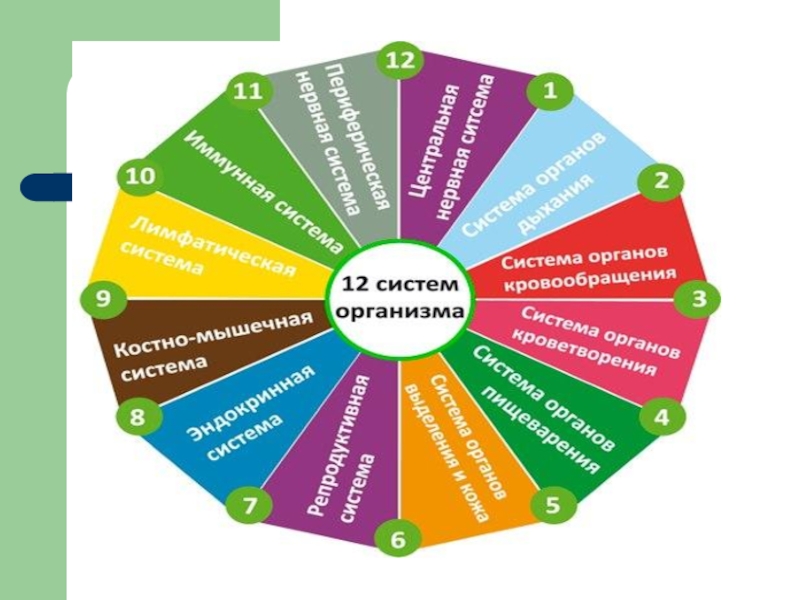 3 системы организма. Системы организма. 12 Систем организма. Основные системы организма. Целостная система органов это.