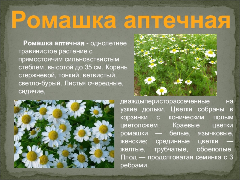 Лекарственные растения тульской области фото с описанием