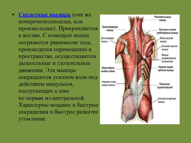 Произвольные мышцы. Прикрепление мышц к скелету. Мышцы прикрепляются к костям с помощью. Скелетные мышцы человека прикрепляются к костям.