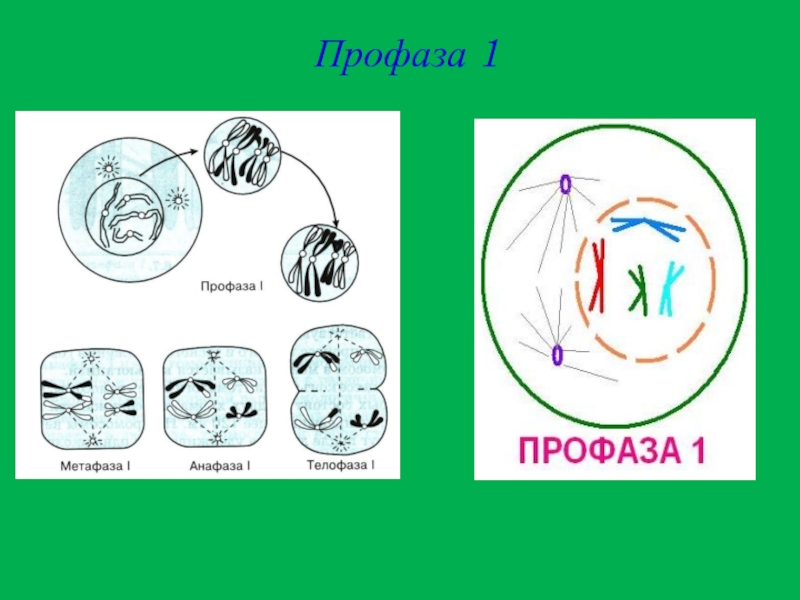 Мейоз профаза 1 рисунок с подписями