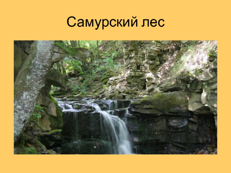 Самурский лес карта