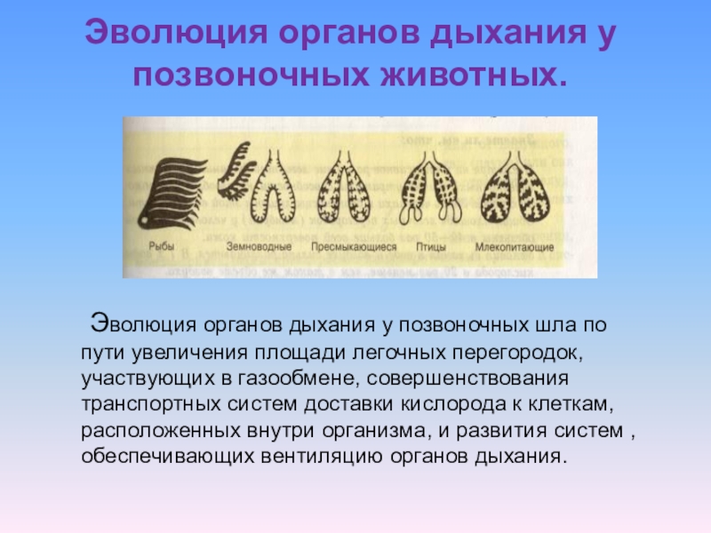 Рассмотрите изображенные на рисунках а и б дыхательные системы позвоночных