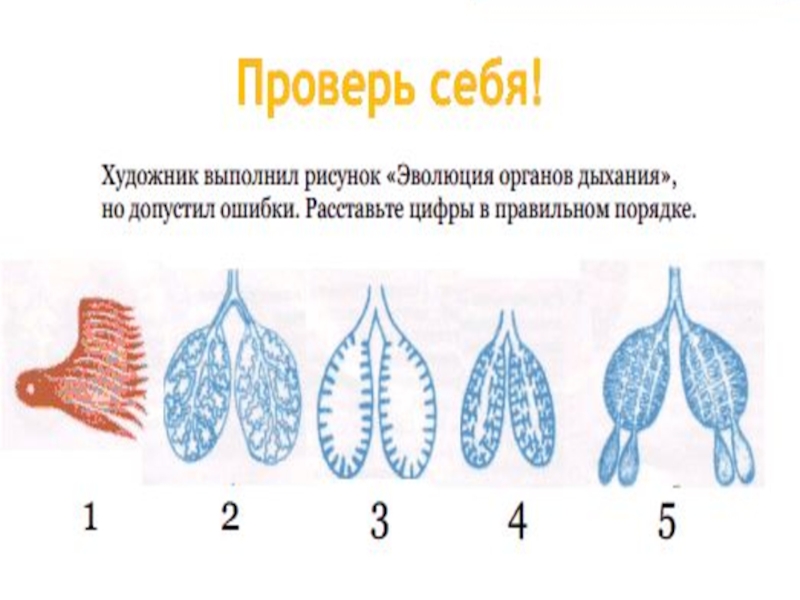 Эволюция дыхательной системы презентация