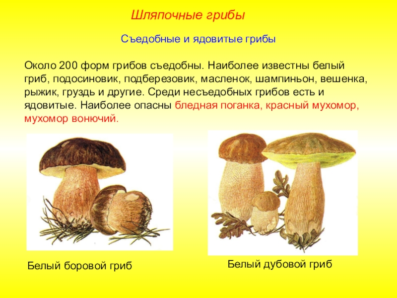 Три группы шляпочных грибов. Шляпочные грибы съедобные и ядовитые. Шляпочные грибы съедобные грибы. Несъедобные Шляпочные грибы. Шляпочные грибы белый гриб.