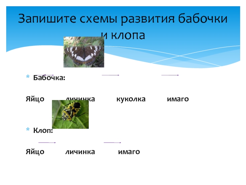 Какое слово пропущено яйцо личинка куколка