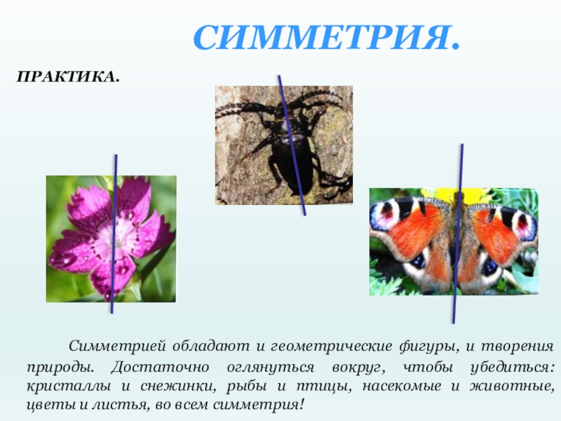 Симметрия в природе презентация 10 класс