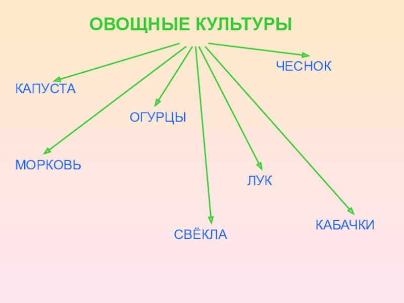 Конспект урока 4 класс окружающий мир. Схема овощеводства. Овощеводство сообщение для 4 класса. Овощеводство презентация 4 класс. Овощеводство это 4 класс окружающий мир.