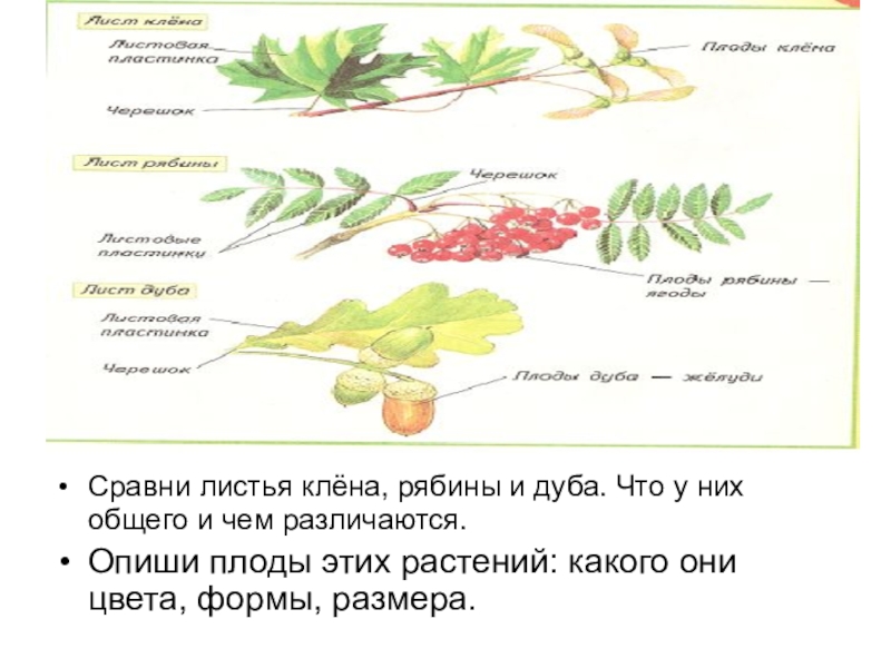 Какие словосочетания соответствуют схеме лист рябины