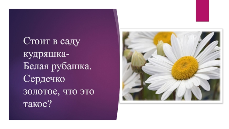 Стоит в саду кудряшка белая рубашка сердечко золотое что это такое. Стоит в лесу кудряшка белая рубашка сердечко золотое что это такое. Стоит в поле кудряшка белая рубашка сердечко золотое что это такое. Стоит в саду милашка белая рубашка сердечко золотое что это такое.