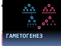 Презентация по биологии на тему: Гаметогенез 11 класс