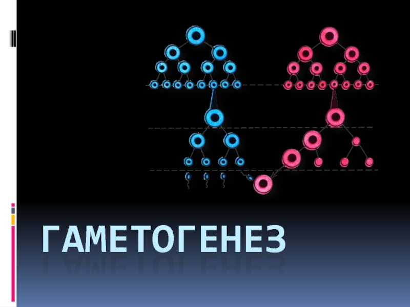 Презентация Презентация по биологии на тему: Гаметогенез 11 класс