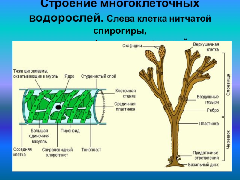 Водоросли многоклеточные рисунок