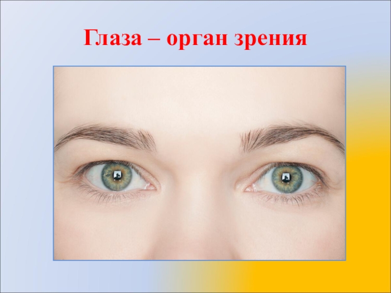 Глаза это орган чувств. Глаза орган зрения. Органы чувств глаза. Органы чувств человека глаза орган зрения. Орган чувств глаза 3 класс.