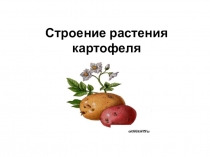 Презентация Строение растения картофеля